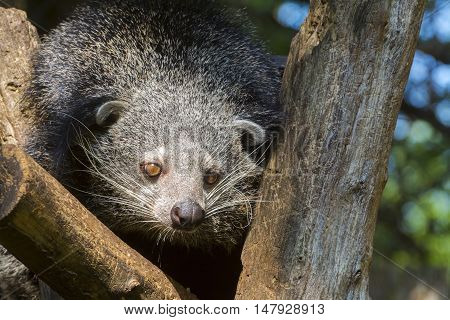 Bearcat Of Binturong