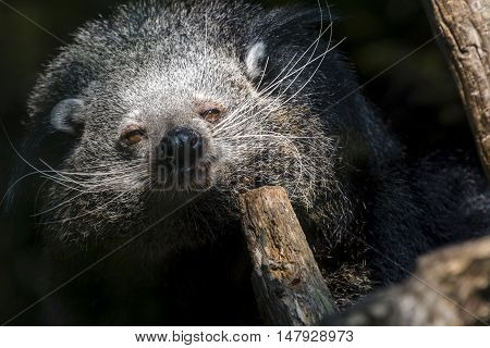 Bearcat Of Binturong