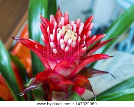Red Bromelia Flower