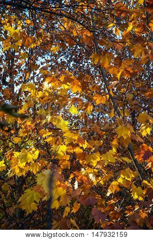 Autumn Landscape   In Caravaca De La Crus, Spain