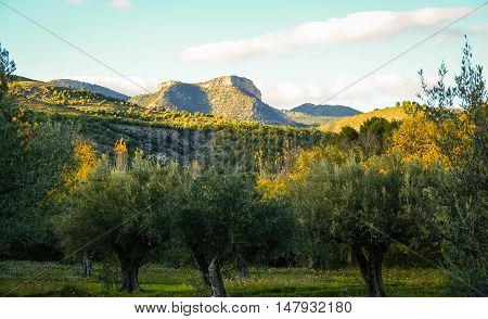 Autumn Landscape   In Caravaca De La Crus, Spain