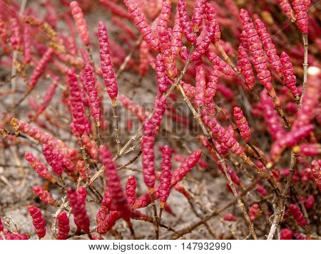 Juicy red stems Salicornia europaea add brightness winter landscape Kinburn Spit