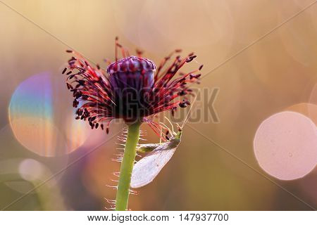 These are insects that eat aphids, scale insects, psyllids, mites and larvae carnation.