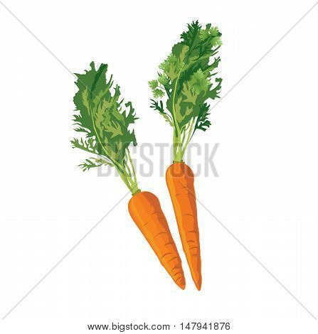 Carrots. Ripe carrot food ingredient. Vegetable carrot isolated