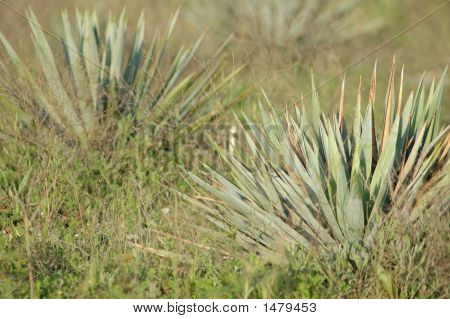 Yucca