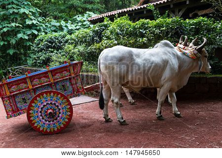 Costa Rican Ox Cart