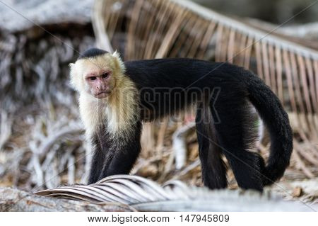 White Faced Or Capuchin Monkey