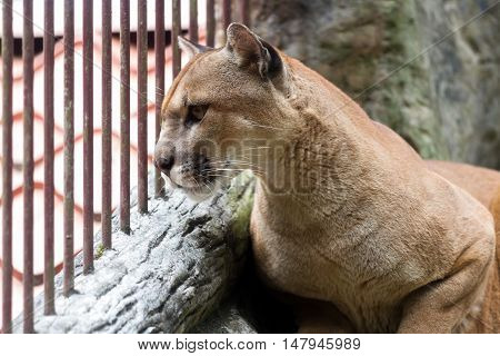 Cougar Or Mountain Lion - Puma Concolor