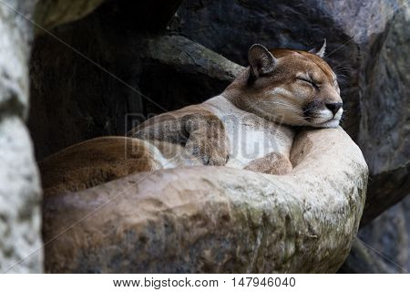 Cougar Or Mountain Lion - Puma Concolor