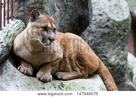 Cougar Or Mountain Lion - Puma Concolor