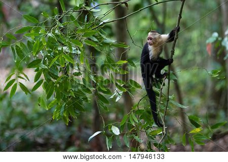 White Faced Or Capuchin Monkey