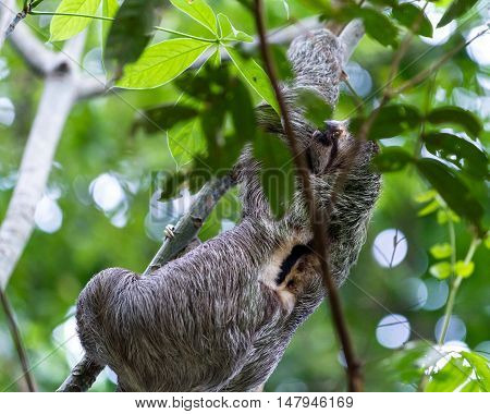 Three Toed Sloth In Costa Rica