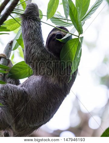 Three Toed Sloth In Costa Rica