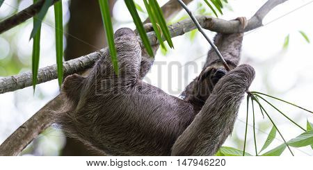 Three Toed Sloth In Costa Rica