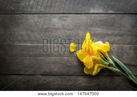 yellow flower and wood nature background .
