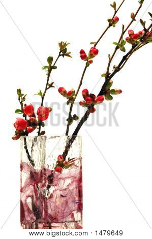 Bloei Quince In vaas