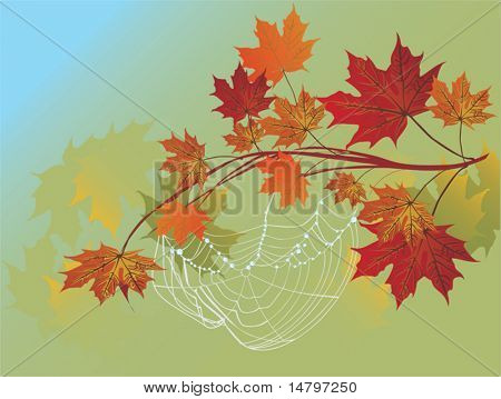 illustrazione con acero ramo e spider web