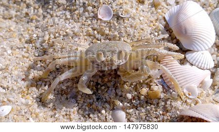 Crab on the beach for background or Illustarte
