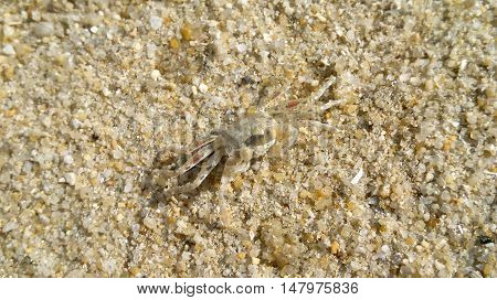 Crab on the beach for background or Illustrate