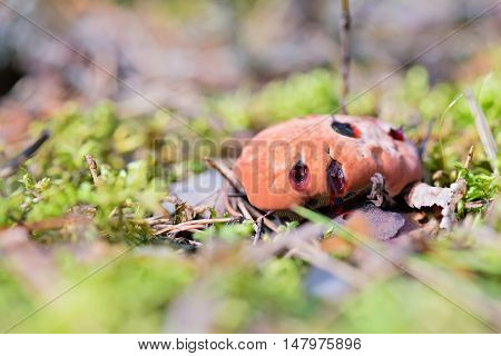 Macro shot of bleeding mushroom Hydnellum peckii - mushroom in mossy forest