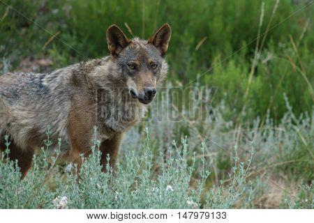 Whole wet Canis Lupus Signatus in the wild looking at the camera, side view