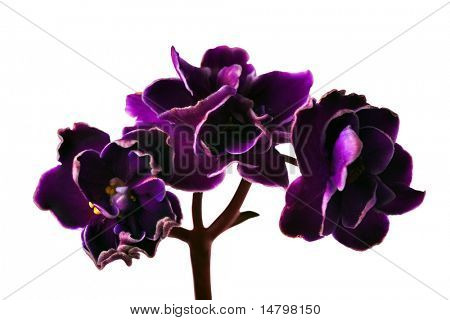 photo macro de fleur isolée violette foncé