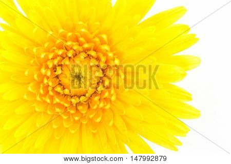 Closeup a yellow gerbera daisy flower isolated on white background.