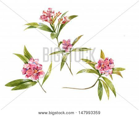 watercolor painting of leaves and flower on white background