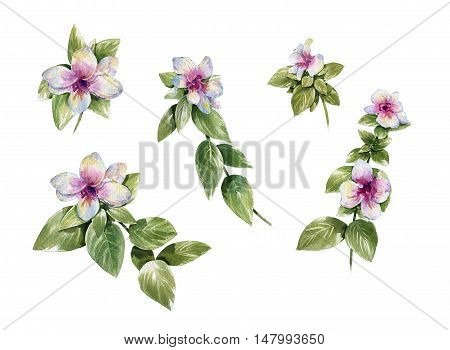watercolor painting of leaves and flower on white background