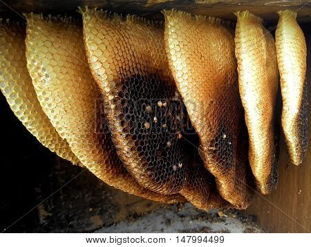 Beekeeping and honeycomb in Thailand for  Illustarte for all