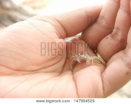 Crab on women hand for background and Illustrate