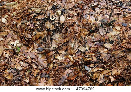 Conifer needles and autumn leaves covering the ground