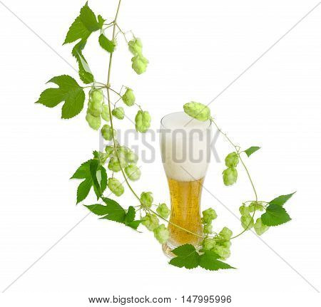 One beer glass with lager beer and hanging branch of hops with leaves and strobiles on a light background