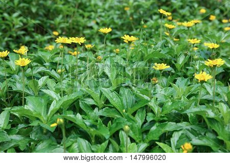 Closeup Yellow Singapore daisy flower with green leaf