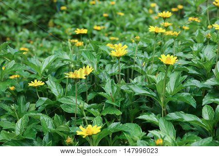 Closeup Yellow Singapore daisy flower with green leaf