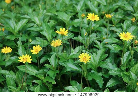 Closeup Yellow Singapore daisy flower with green leaf