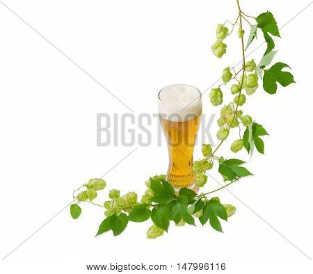 One beer glass with lager beer and hanging branch of hops with leaves and strobiles on a light background