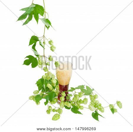 One beer glass with dark beer and hanging branch of hops with leaves and strobiles on a light background