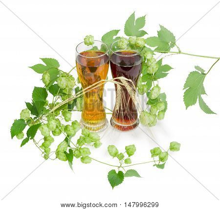 Two beer glasses with lager and dark beer and branch of hops with leaves and strobiles on a light background