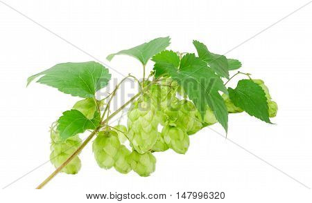 Strobiles of hops on the branch with leaves on a light background closeup
