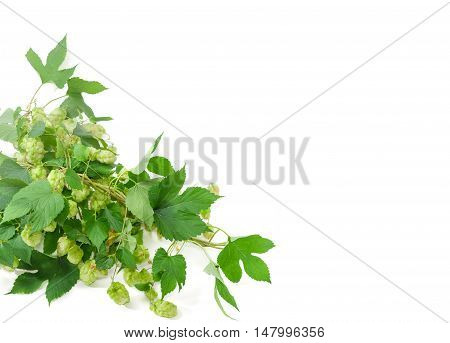 Background of intertwined branches hop with leaves and strobiles located in bottom left corner and empty rest of the frame