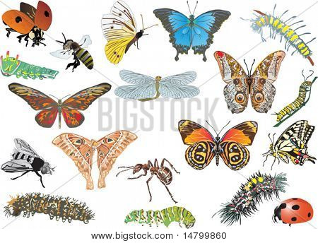 Ilustración con la colección de insectos de color en blanco