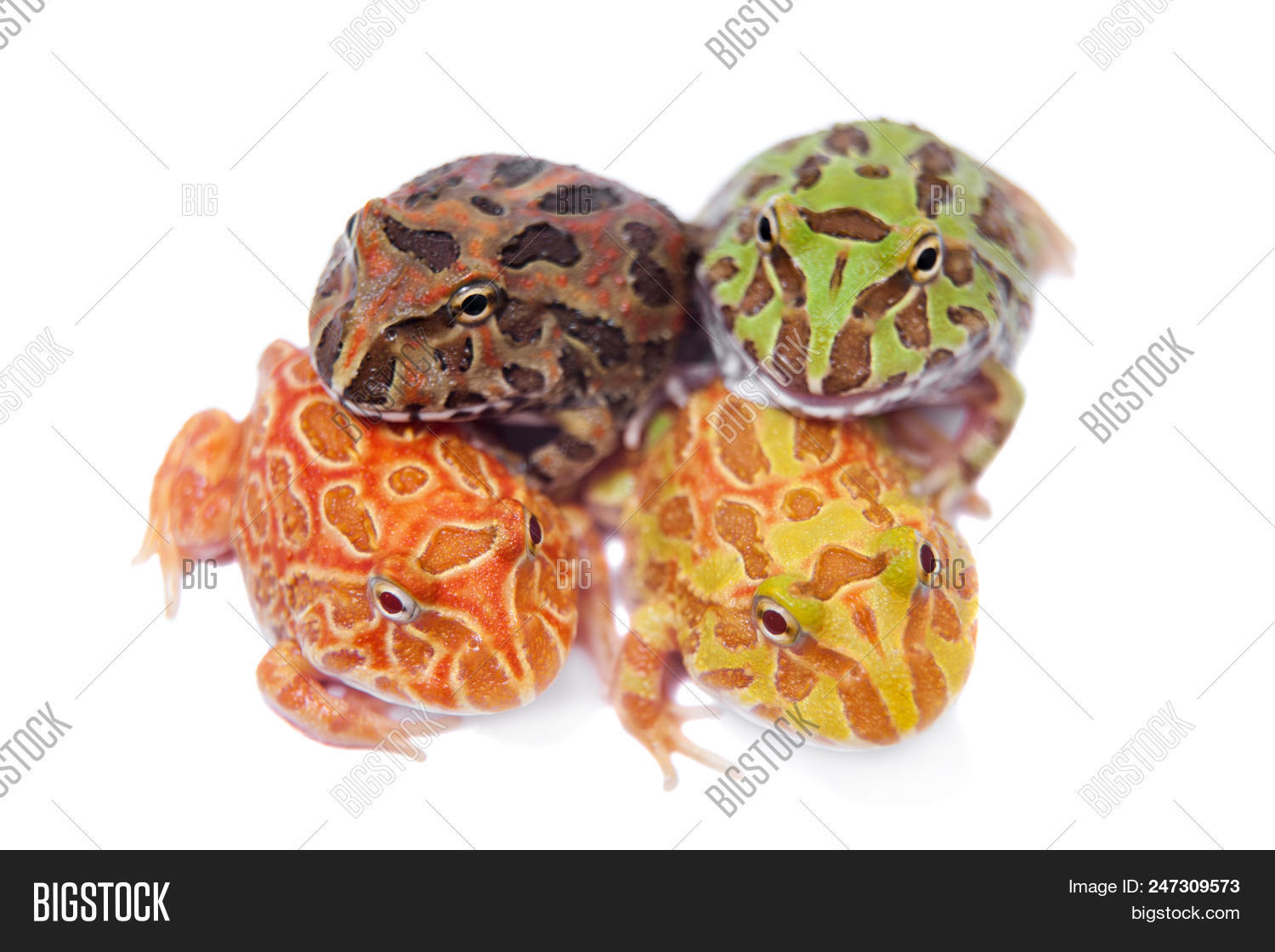 Chachoan Horned Frog, Image & Photo (Free Trial) | Bigstock