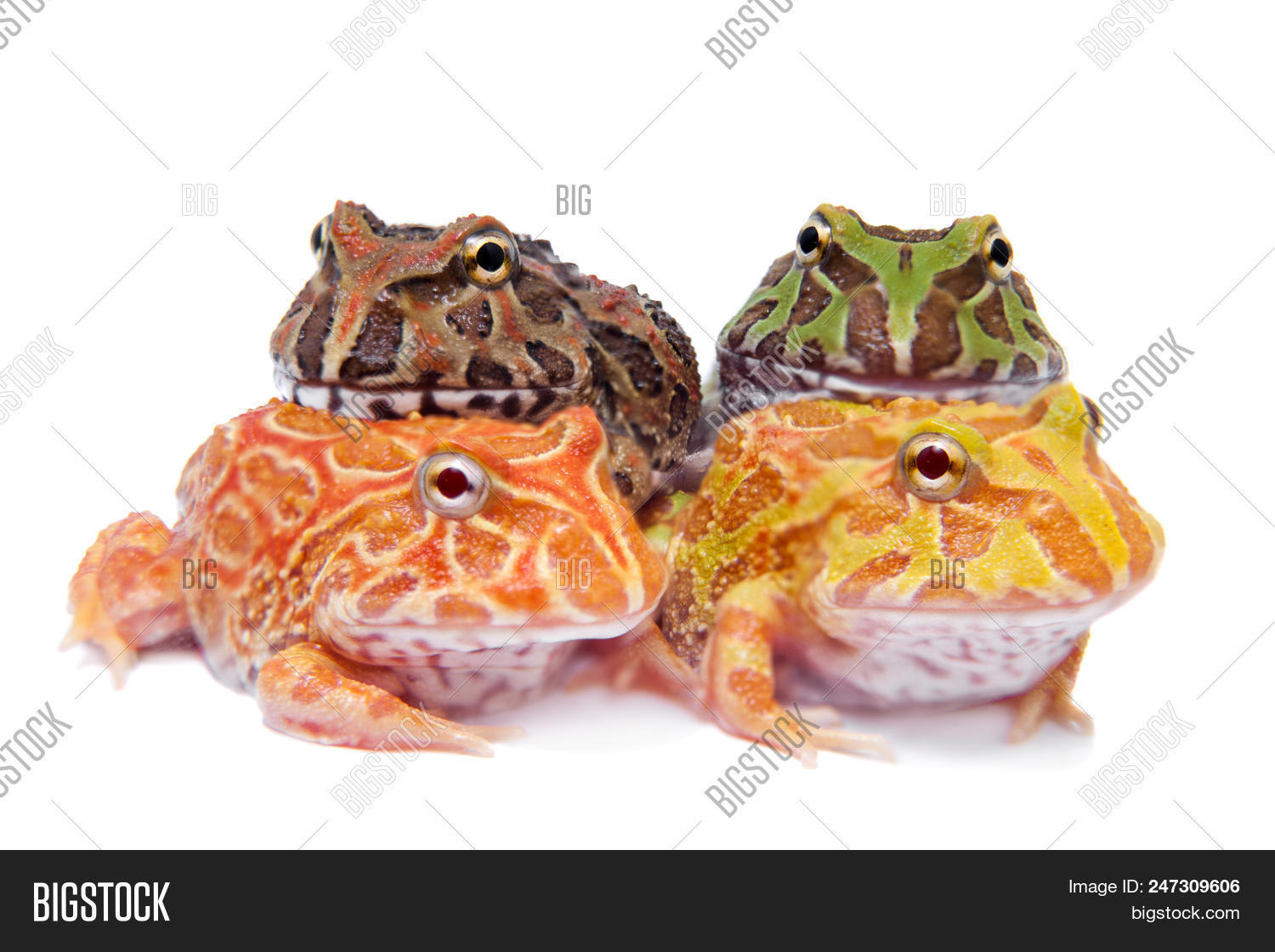 Chachoan Horned Frog, Image & Photo (Free Trial) | Bigstock
