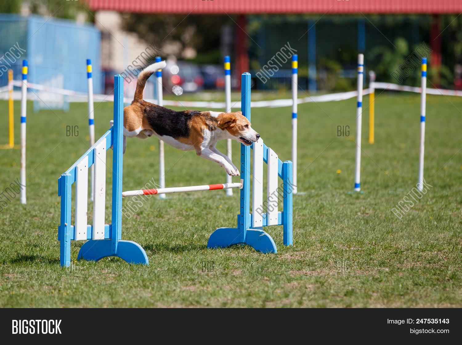 beagle agility