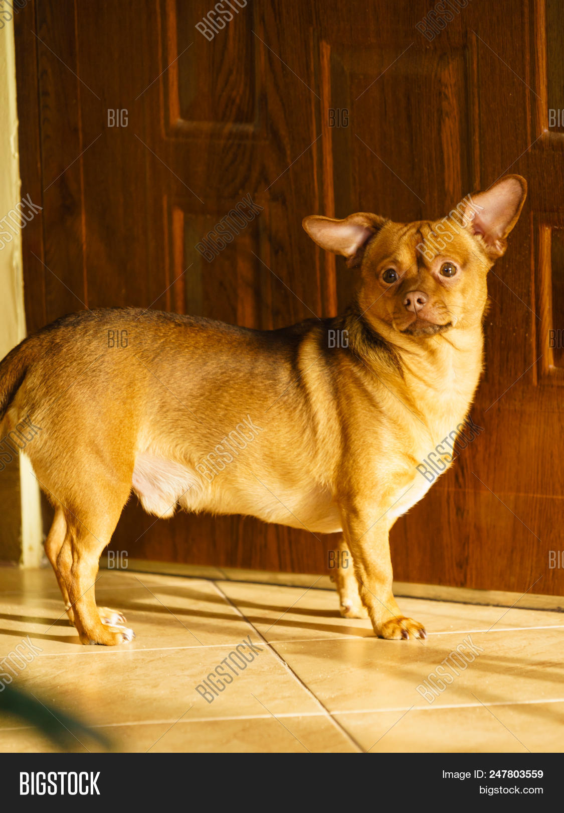 long bodied short legged breed of dog