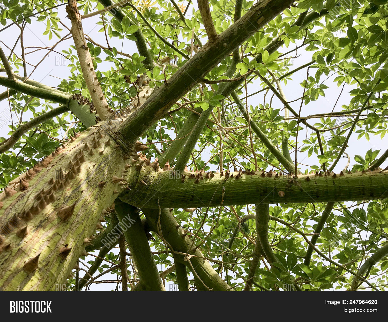 Sharp Spiny Ridge Texture Green Horisia Image & Photo (Free Trial) | Bigstock
