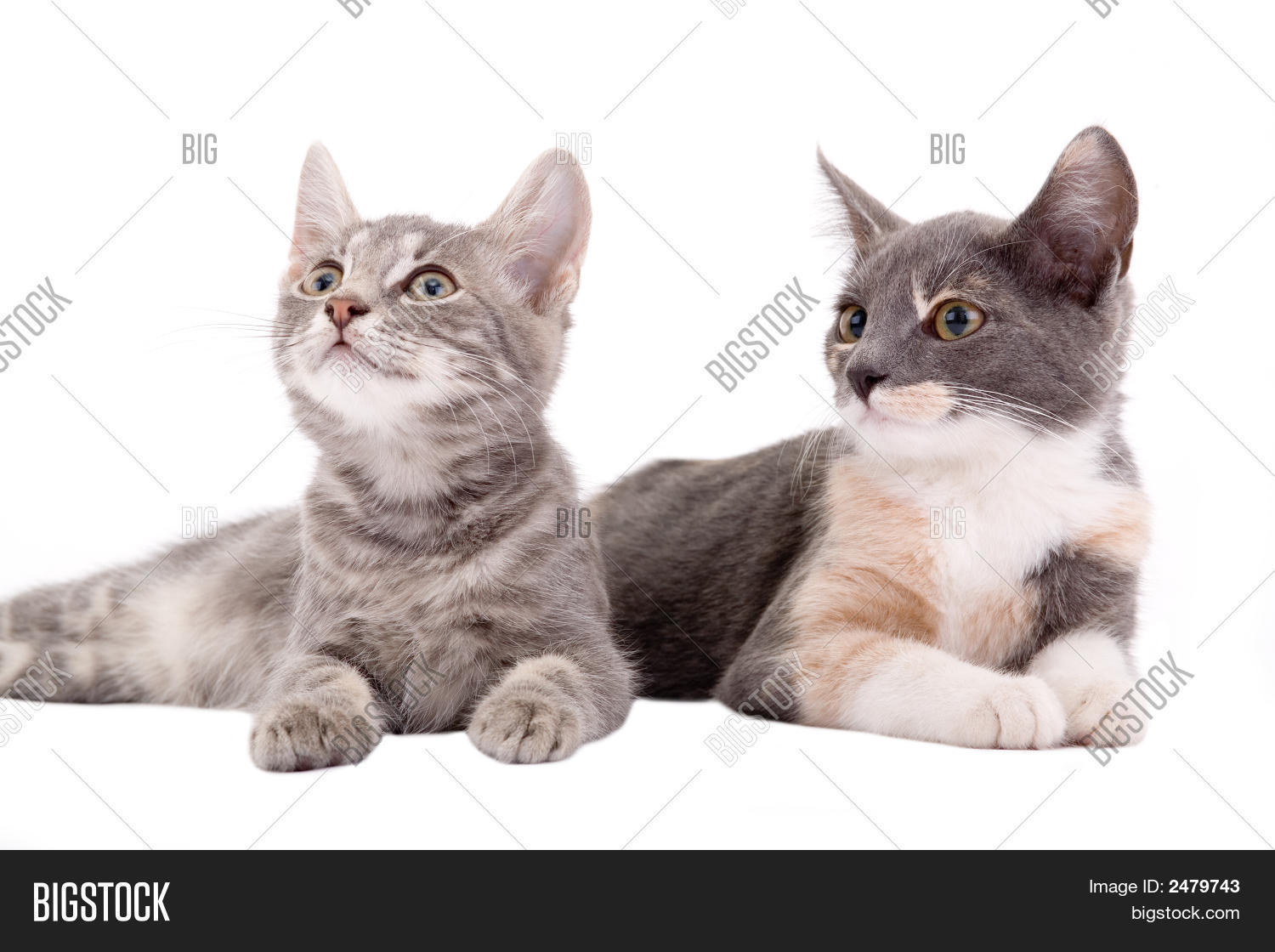 Two Kittens Lying Down Image & Photo (Free Trial) Bigstock