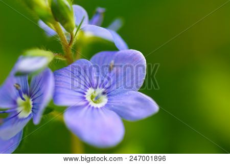 Flower Of A Field Violet Blossomed Into The Field