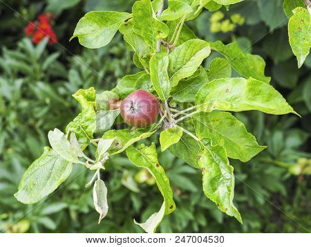 Rosy Apple Aphid, Dysaphis Plantaginea, Plant Disease, Detail Of Affected Leaf. France